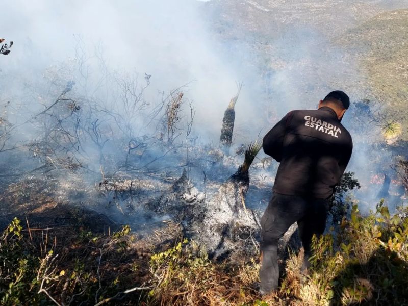 Incendio forestal impacta santuario de la mariposa monarca