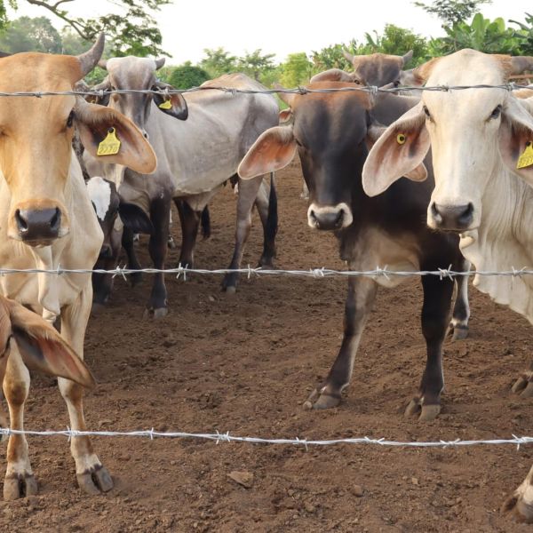 Gusano barrenador da tregua; frenan nuevos contagios
