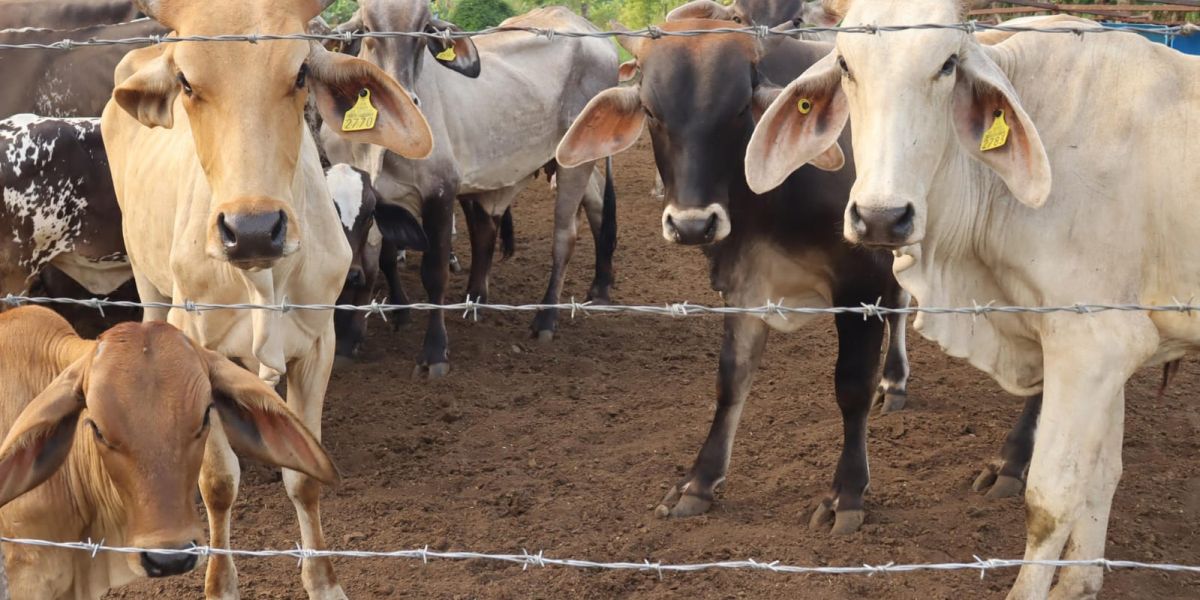 Gusano barrenador da tregua; frenan nuevos contagios