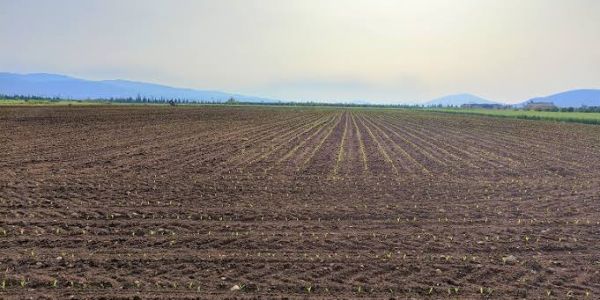 Sin apoyos ni créditos, peligra próxima siembra de más de medio millón hectáreas en el norte de Tamaulipas