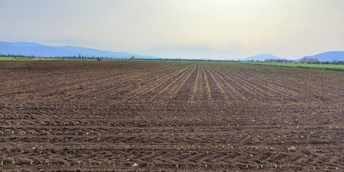 Sin apoyos ni créditos, peligra próxima siembra de más de medio millón hectáreas en el norte de Tamaulipas