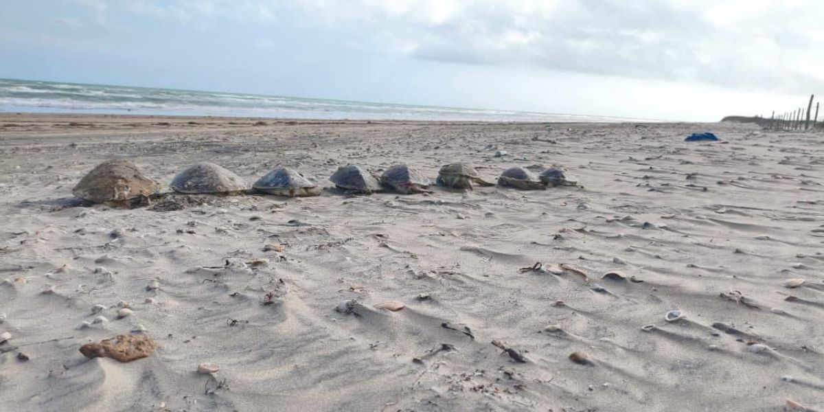 Alarma por tortugas muertas en Playa Bagdad
