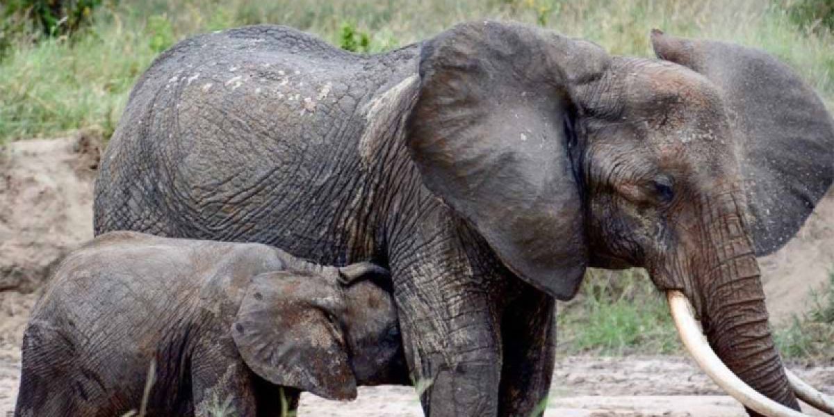 Aprueba CITES moratoria para exportación de elefantes vivos de África