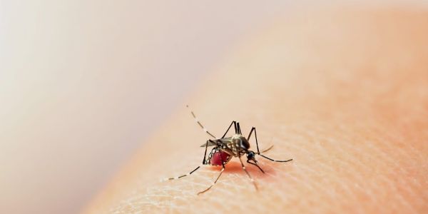 Se estabiliza la transmisión del dengue en Tamaulipas