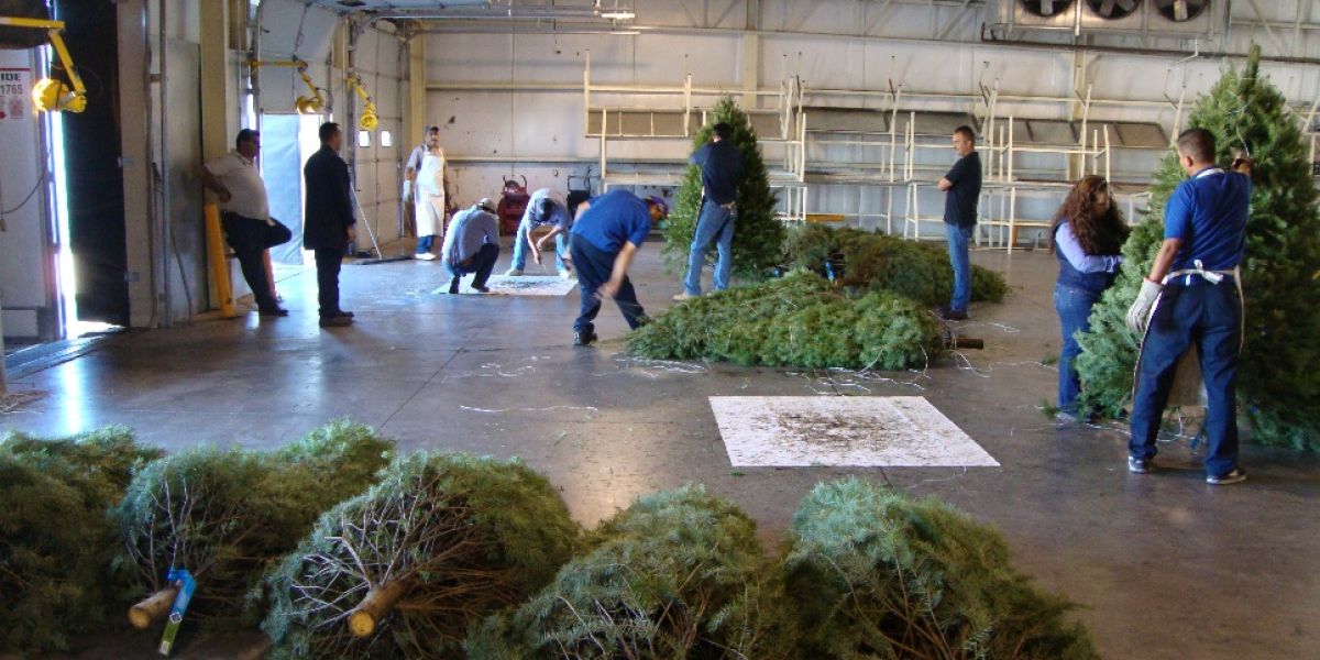 “Blindan” frontera ante importación de pinitos navideños con plaga