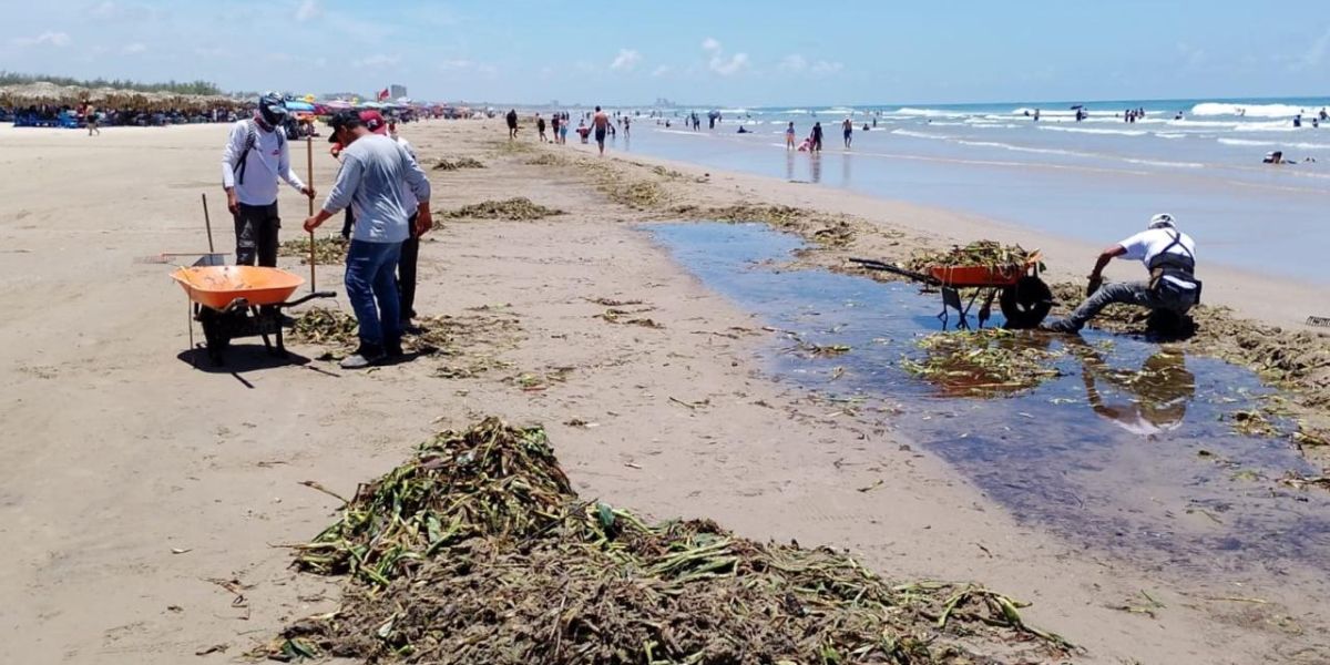 Intensifican Trabajos de Retiro de Lirio y Palizada en Playa Miramar, Tras las Intensas Lluvias