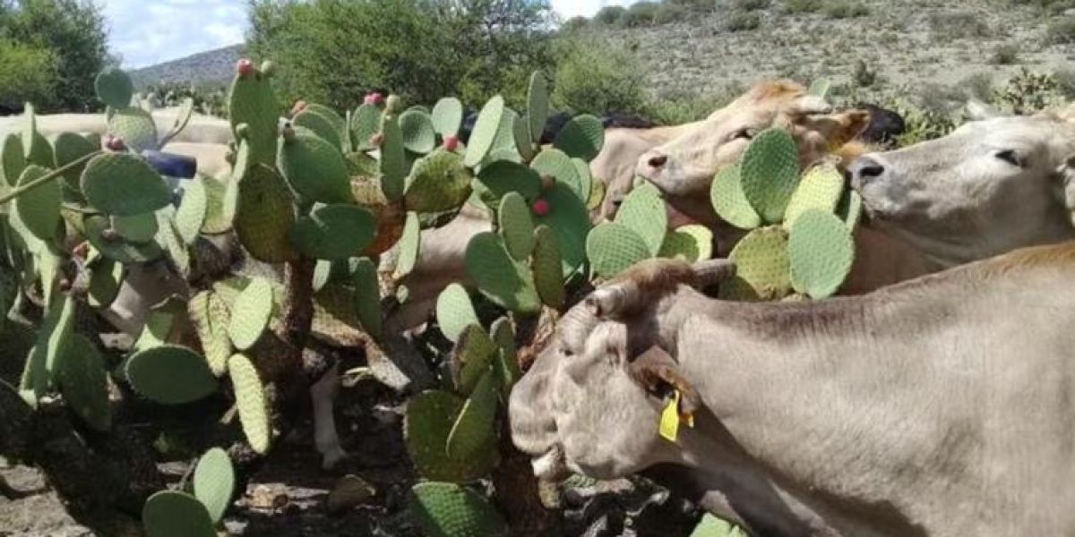 Truena ganadería; sequía desaparece los pastizales