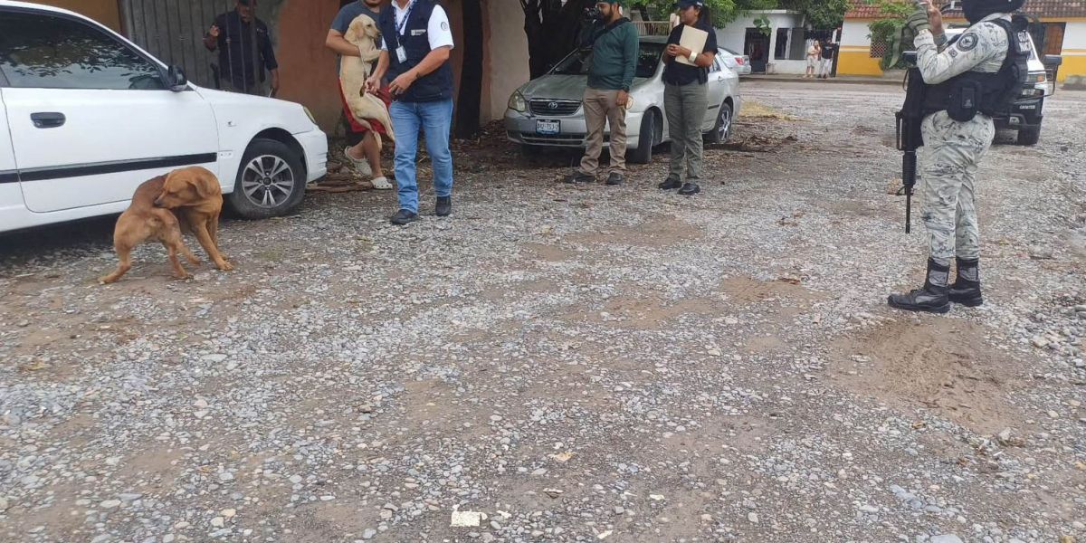 Aumentan denuncias por maltrato animal en Victoria