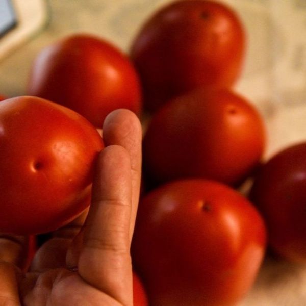 Estados Unidos impone arancel de 17.09% al jitomate mexicano