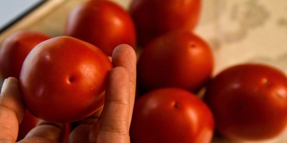 Estados Unidos impone arancel de 17.09% al jitomate mexicano