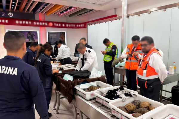 Profepa asegura 120 tortugas y 16 ranas vivas en el AICM; pretendían enviarlas a Japón