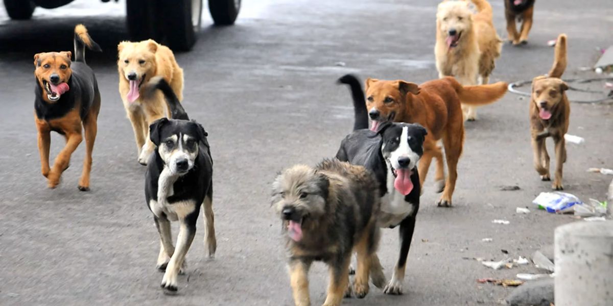 Aumenta abandono de animales en la vía pública