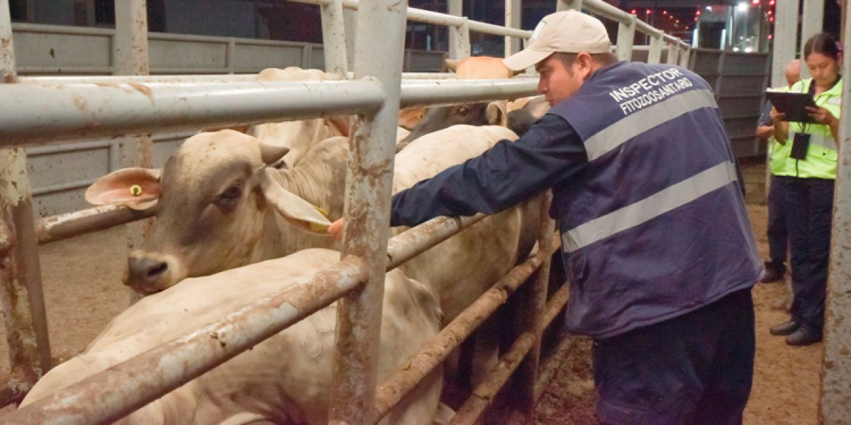 Comenzará Estados Unidos inspecciones para exportación de ganado