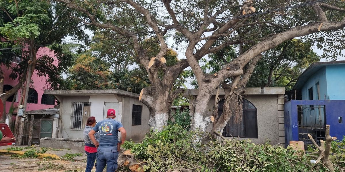 Podan árboles para evitar daños a personas y transporte