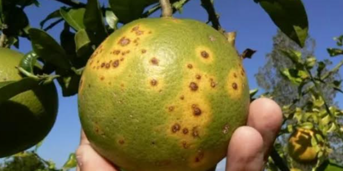 Alerta citricultura: plagas podrían eliminar huertas