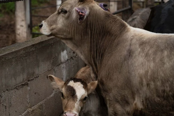 Alerta: Detectan primer caso estatal de gusano barrenador
