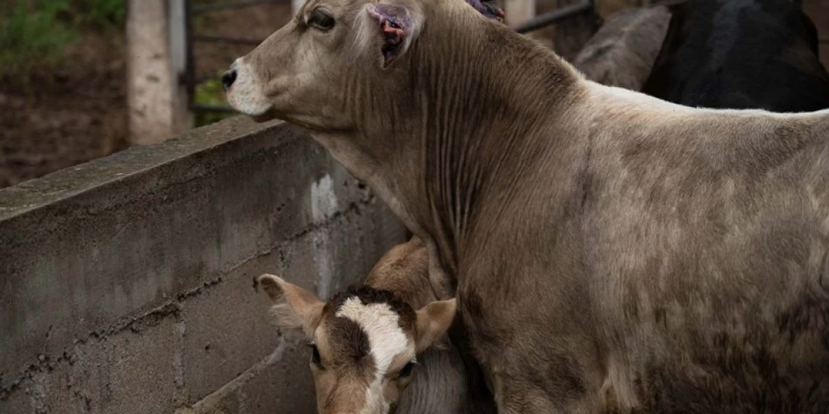 Alerta: Detectan primer caso estatal de gusano barrenador