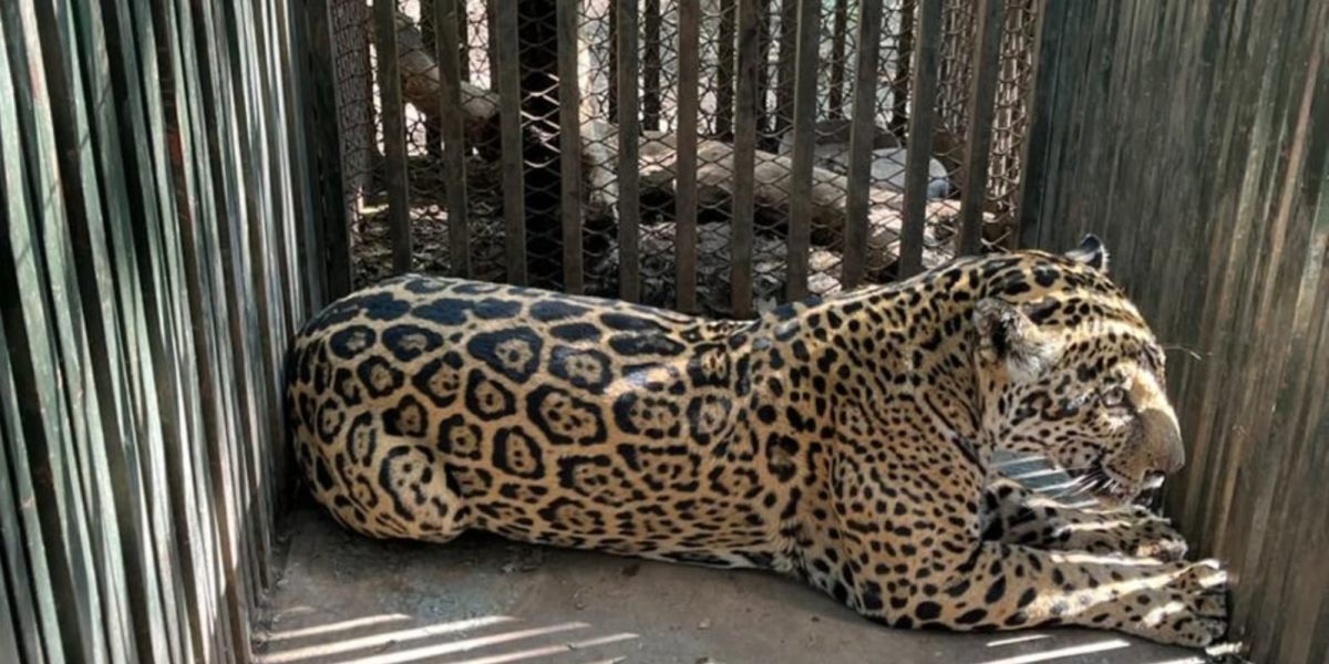 Aclara Comisión de Parques y Biodiversidad que jaguar atropellado no corresponde a Tamaulipas