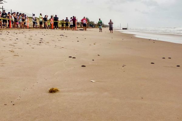Viven familias la primera liberación pública de tortuga lora en La Pesca