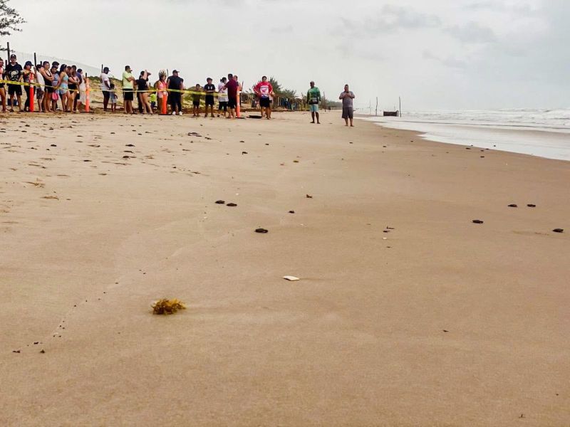 Viven familias la primera liberación pública de tortuga lora en La Pesca