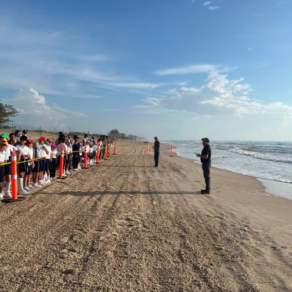 Fortalece Tamaulipas  educación ambiental mediante liberación de crías de tortuga lora