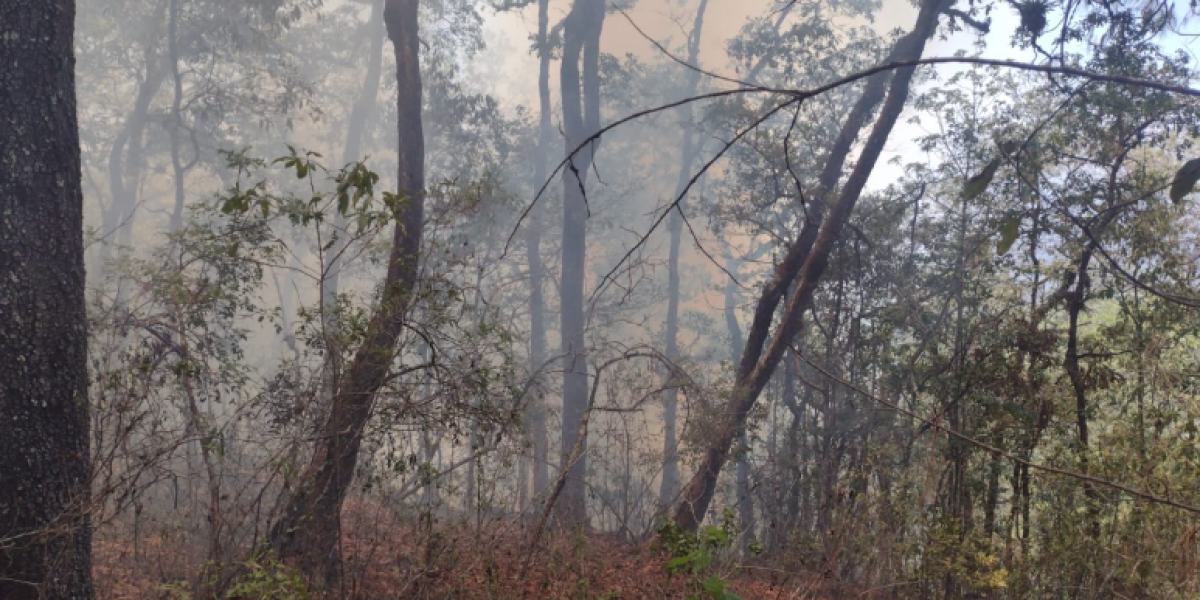 Más de cien familias afectadas con incendio forestal