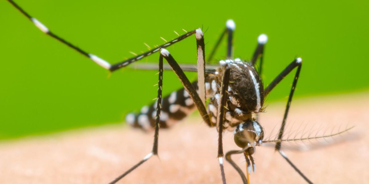 Alertan: Dengue sería masivo; crecera 600%