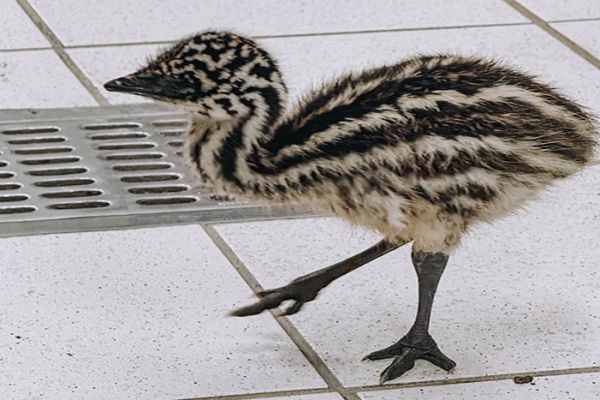 Nacen dos emús por incubación en zoológico de Tamatán
