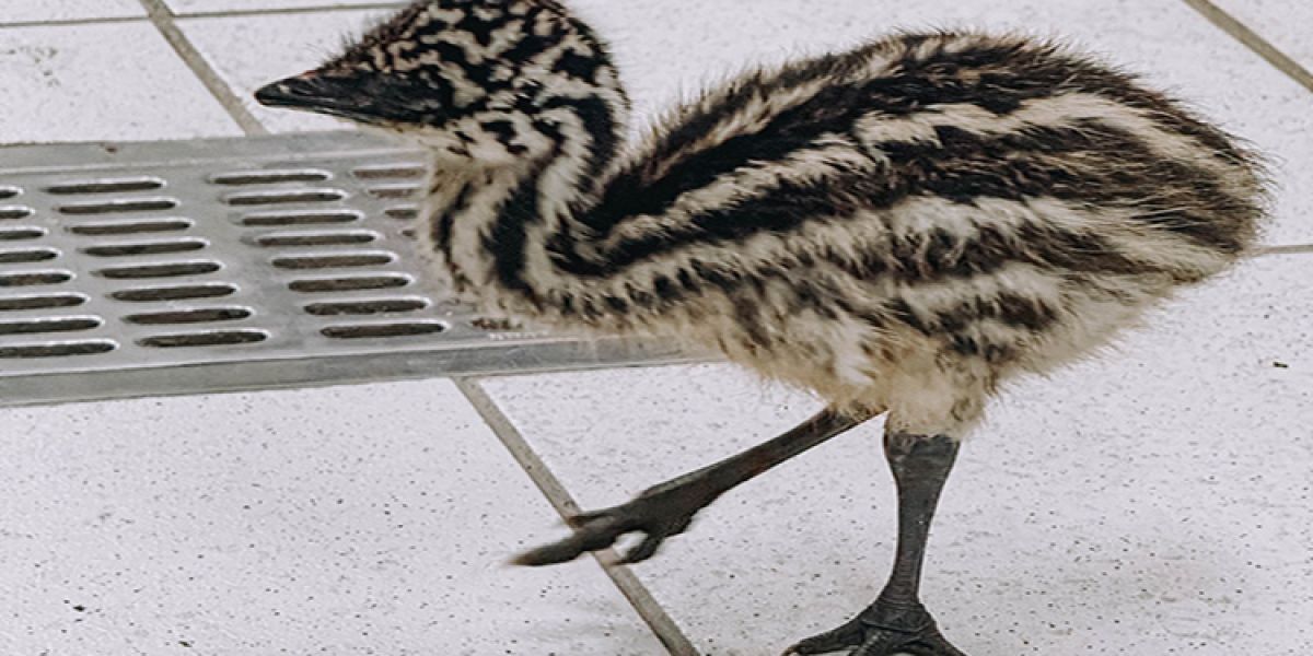 Nacen dos emús por incubación en zoológico de Tamatán