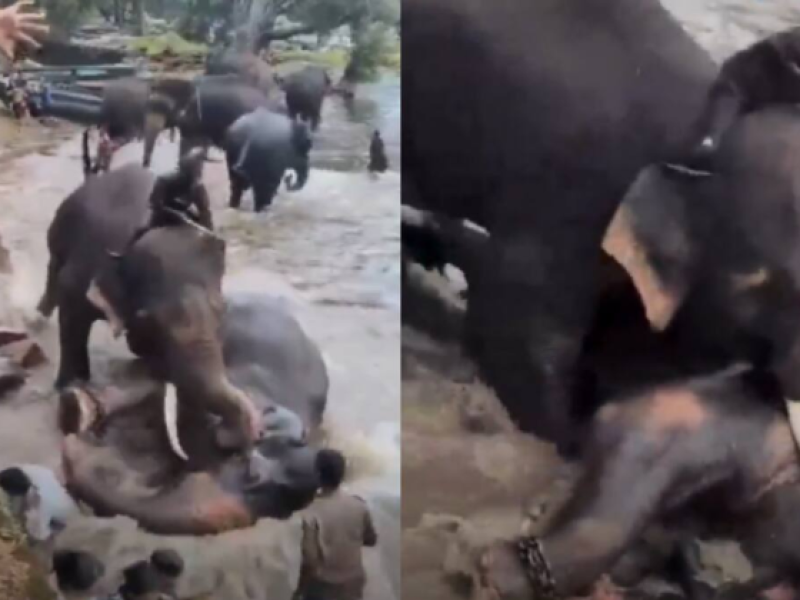Tragedia en la India: turista muere tras quedar atrapada en medio de la pelea de dos elefantes en un santuario