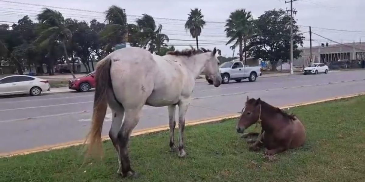 La ley marca sanciones para dueños de caballos que deambulan en la ciudad