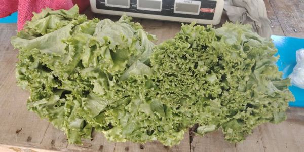 Afecta a comerciantes reportes de lechuga mexicana