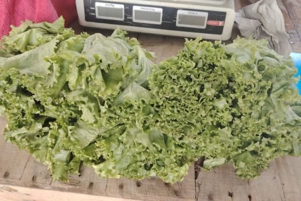 Afecta a comerciantes reportes de lechuga mexicana