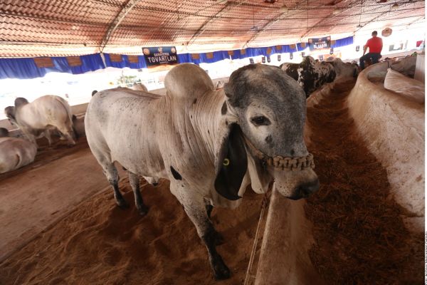 Tamaulipas busca recuperar exportación de becerros a Estados Unidos