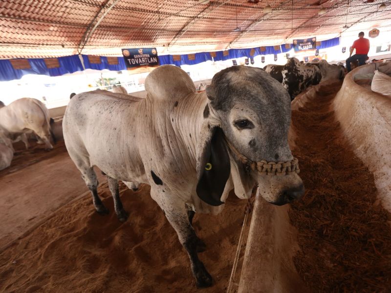 Tamaulipas busca recuperar exportación de becerros a Estados Unidos
