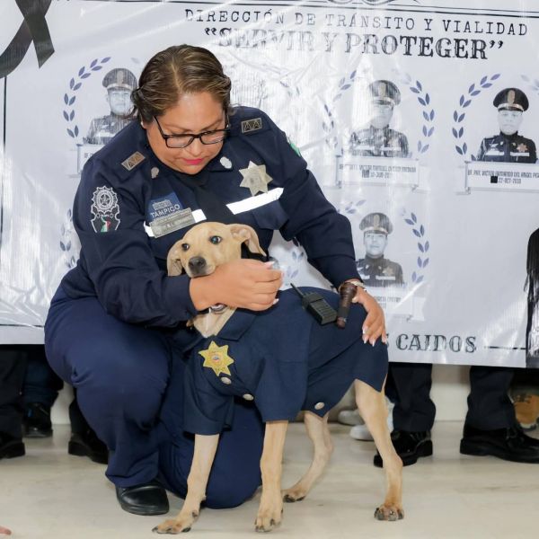 Tránsito de Tampico tiene su mascota; Rigoberto 
