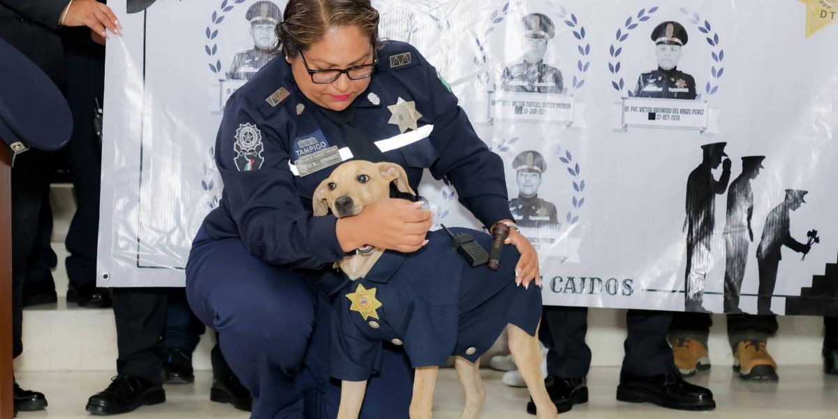 Tránsito de Tampico tiene su mascota; Rigoberto “K-torce”, un lomito rescatado