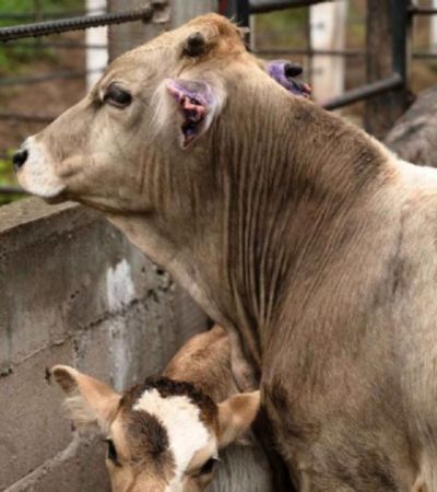 Países de América se unen para frenar al gusano barrenador del ganado