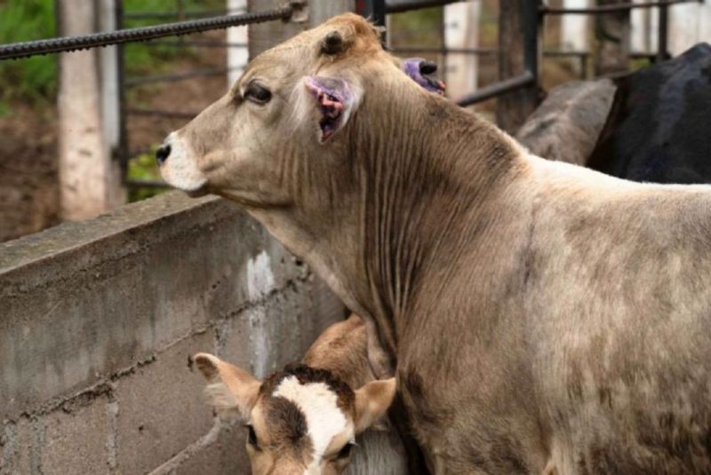 Países de América se unen para frenar al gusano barrenador del ganado