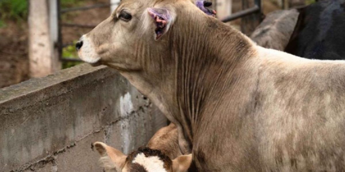 Países de América se unen para frenar al gusano barrenador del ganado