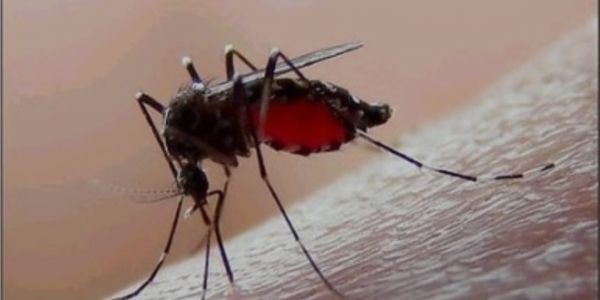 Tamaulipas acumula 12 muertes por posible dengue en lo que va del año