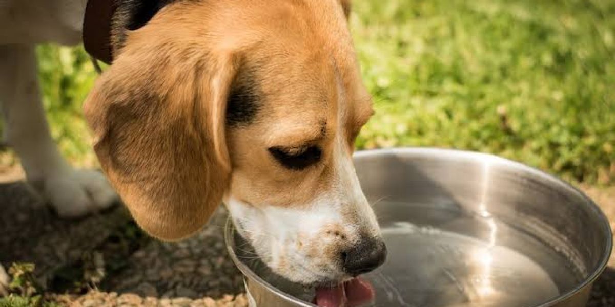 Preocupan a defensores de animales los efectos del calor extremo en Victoria