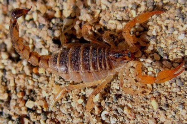 Alertan por picaduras de animal animales ponsoñosos