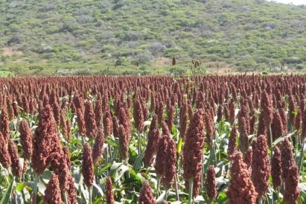 Sorgo lidera siembra del ciclo otoño-invierno pese a crisis de precio
