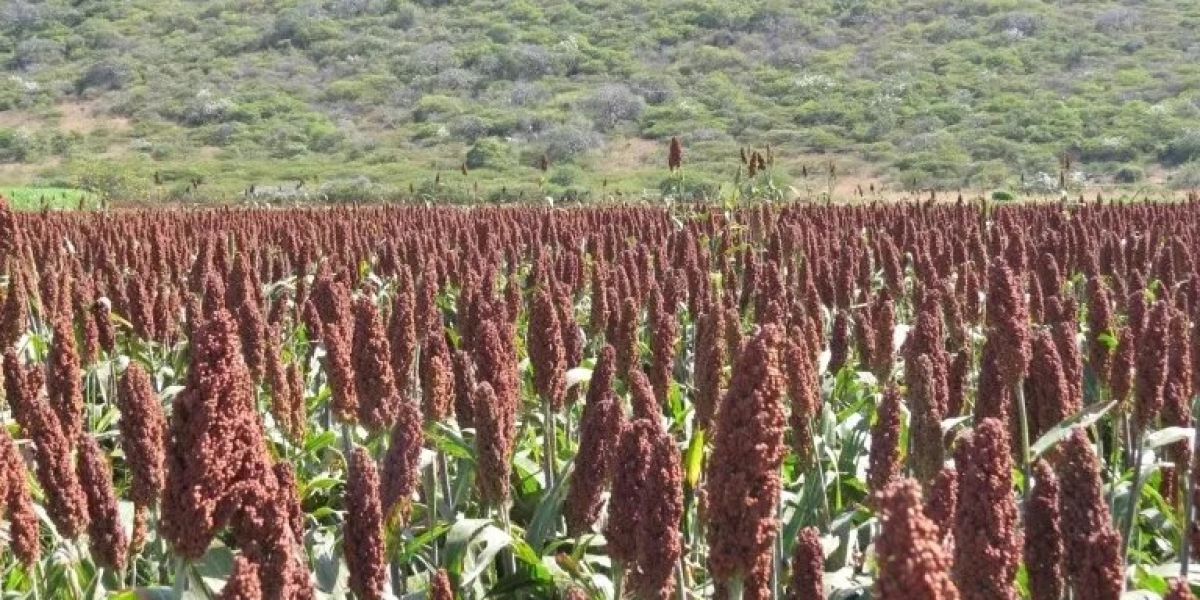 Sorgo lidera siembra del ciclo otoño-invierno pese a crisis de precio