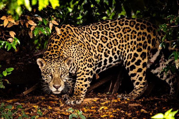 Proyecto Jaguar impulsa conservación en Tamaulipas