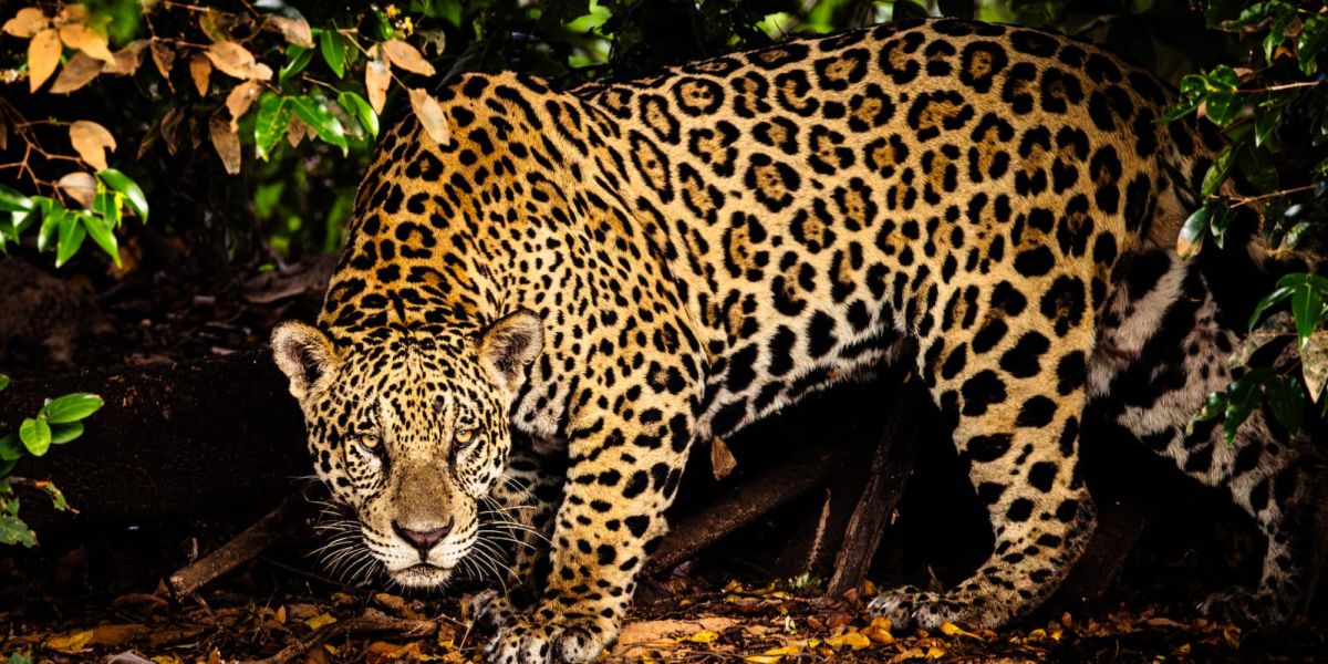 Proyecto Jaguar impulsa conservación en Tamaulipas
