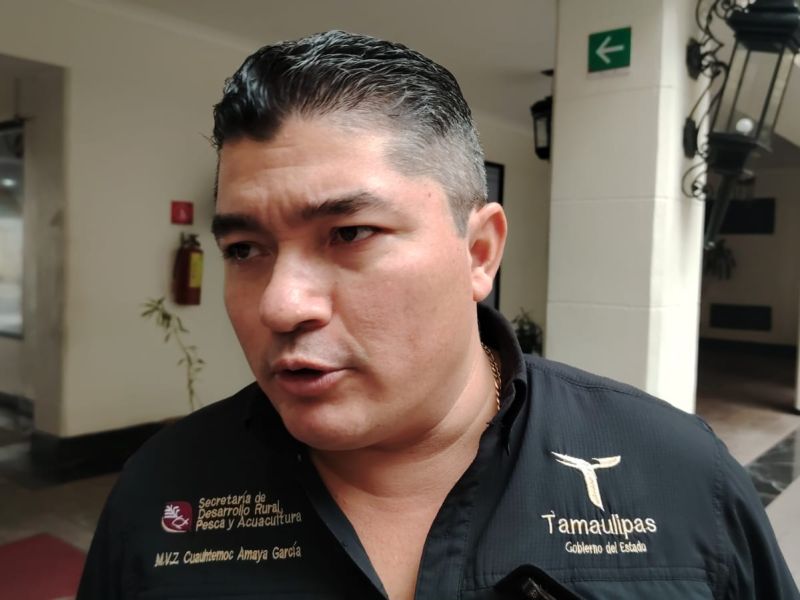 Escasez de reses en Texas acelera demanda de apertura; Pero Tamaulipas sigue sin poder exportar a EU