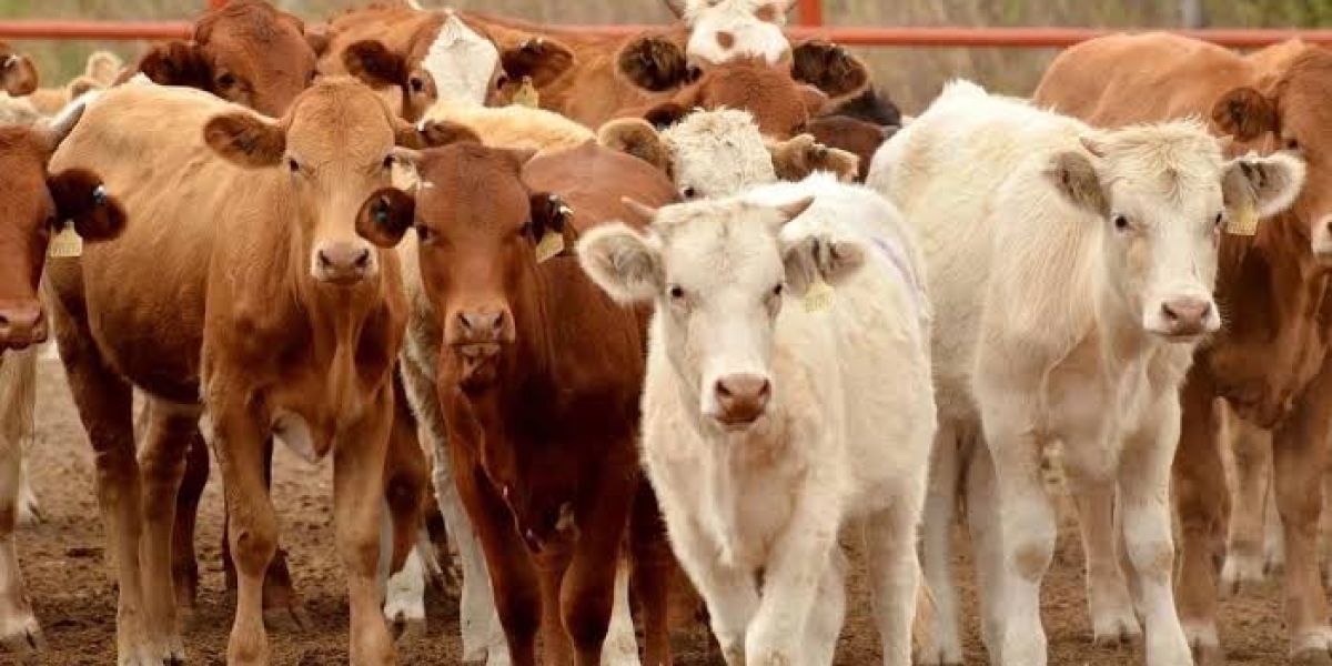 Erradicación de gusano barrenador podría tardar hasta siete años 