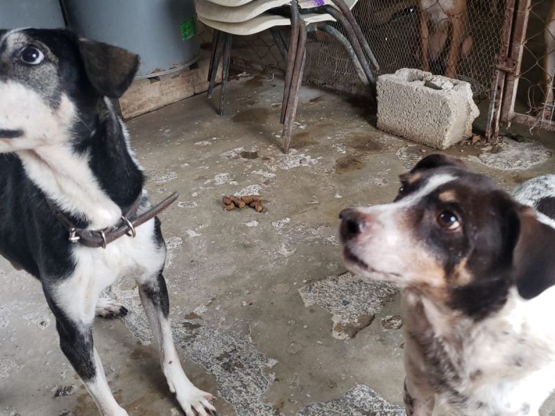 Impulsa SST esterilización animal; superan 3 mil procedimientos